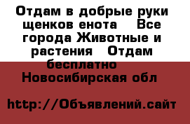 Отдам в добрые руки щенков енота. - Все города Животные и растения » Отдам бесплатно   . Новосибирская обл.